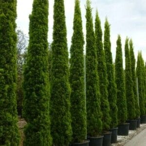 Cupressus
