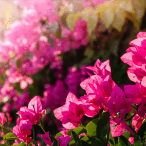 Flowering Ornamentals