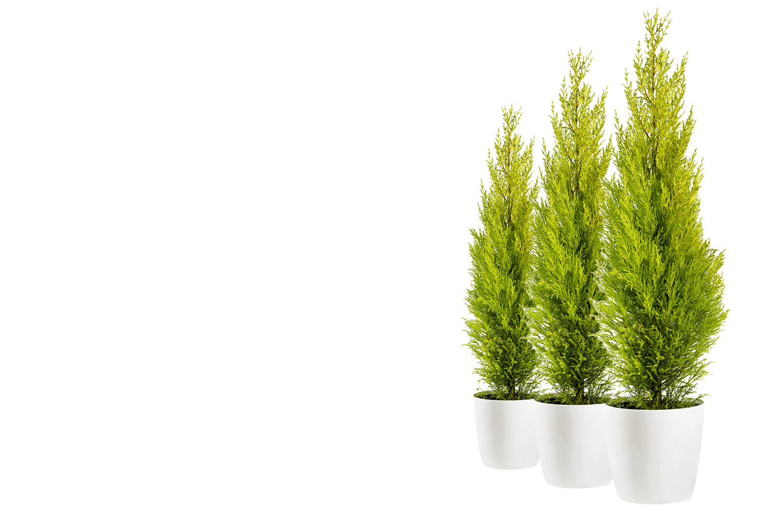 Outdoor ornamental plant